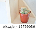 サボテン 12799039