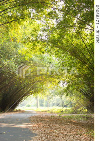 Bamboo tunnel along the asphalt road. 12799060