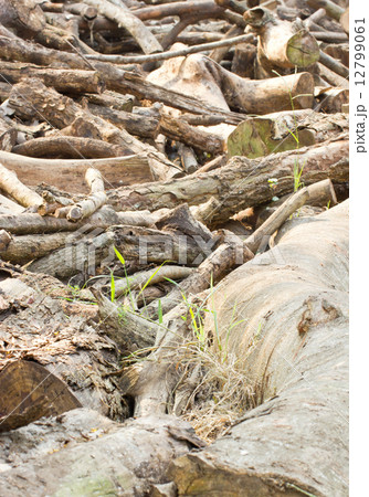 Pile of wooden logs. 12799061