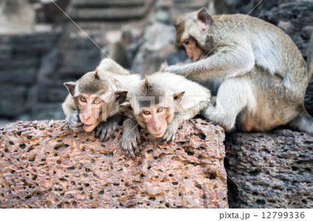 Long tailed macaque monkeys relaxing in Thailand Long tailed macaque monkeys relaxing in Thailand 12799336
