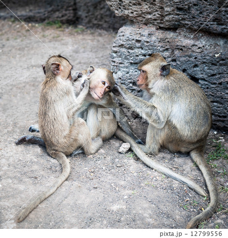 Long tailed macaque monkeys relaxing in Thailand Long tailed macaque monkeys relaxing in Thailand 12799556