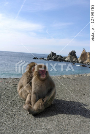 波勝崎のサル 12799765