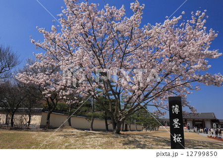 薬師寺 玄奘三蔵院の薄墨桜 薬師寺 玄奘三蔵院の薄墨桜 12799850