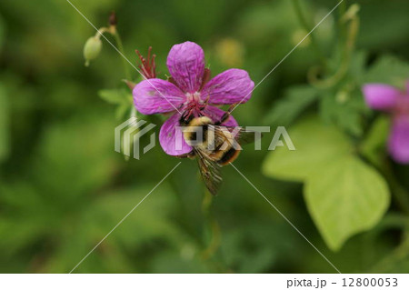 アサマフウロの蜜を吸うオオマルハナバチ 12800053