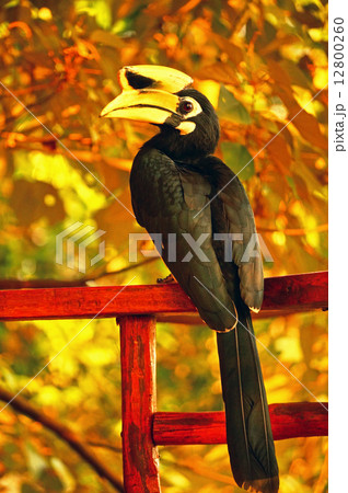 Black Hornbill in a Natural Environment 12800260
