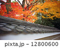 Colorful autumn maple leaves in Japan 12800600