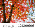 Colorful autumn maple leaves in Japan 12800606