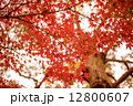 Colorful autumn maple leaves in Japan 12800607