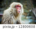 Japanese snow monkeys in Jigokudani Monkey Park, Nagano, Japan. 12800608