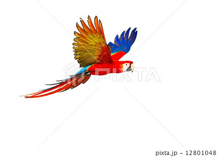 Colourful flying parrot isolated on white 12801048