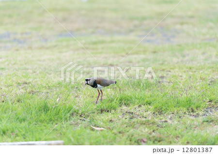 ケロケロ鳥QUERO-QUERO (Vanellus chilensis)  12801387