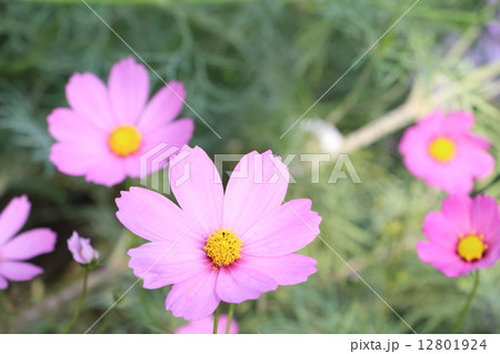 ピンクの花 12801924