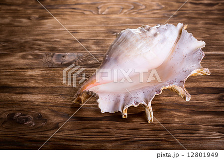 Sea shell 12801949