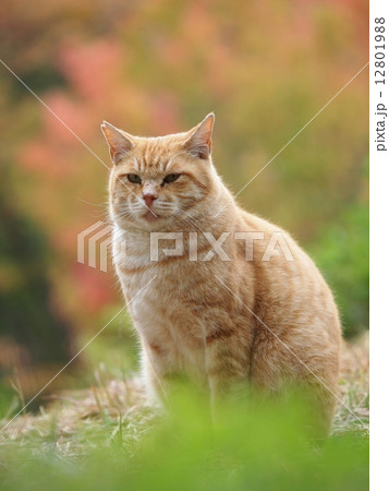 紅葉と茶トラ猫 紅葉と茶トラ猫 12801988