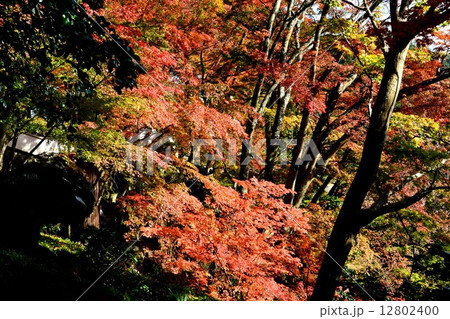 紅葉 12802400