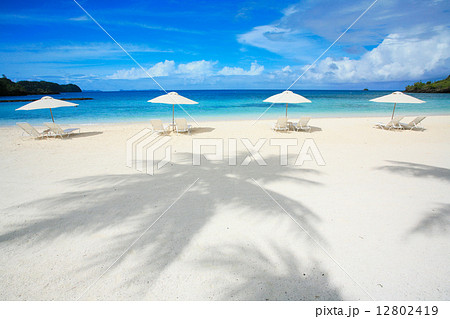 ヤシの木 12802419