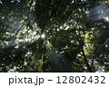 木漏れ日２ 12802432