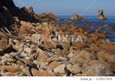 海岸と流木 12802464