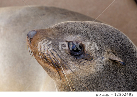 portrait of Brown fur seal - sea lions in Namibia 12802495
