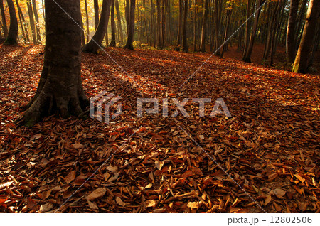 晩秋のブナ林 12802506