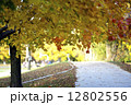 紅葉の散歩道２ 12802556