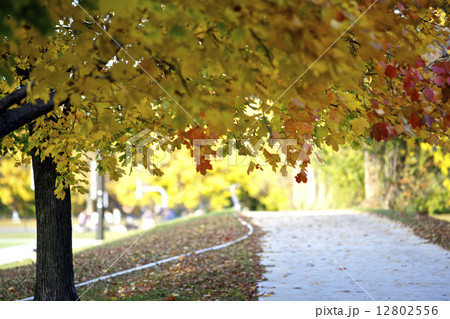 紅葉の散歩道2 紅葉の散歩道2 12802556