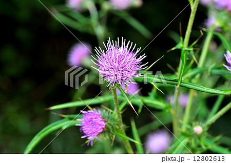 ヨシノアザミ 12802613