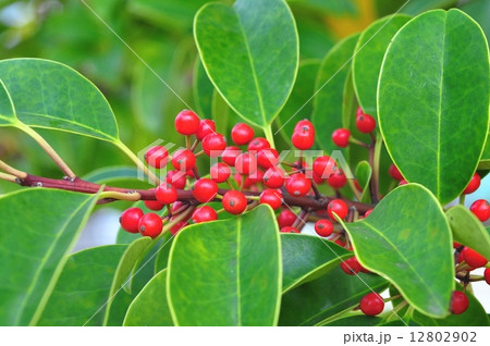 クロガネモチ実 12802902