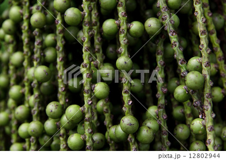 Arenga pinnata palm seed background Arenga pinnata palm seed background 12802944