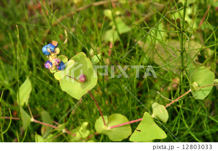 植物・イシミカワ タデ科 植物・イシミカワ タデ科 12803033