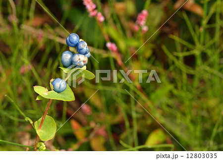 植物・イシミカワ　タデ科 12803035
