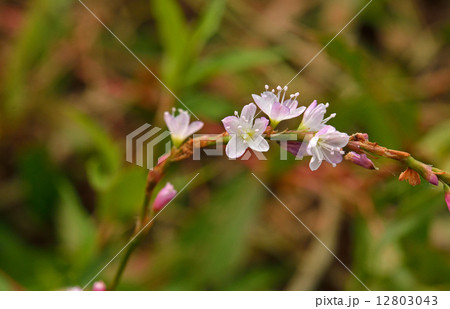 植物・サクラタデ　タデ科 12803043