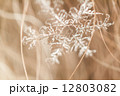 Snow crystal 1 12803082
