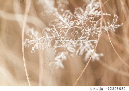 Snow crystal 1 12803082