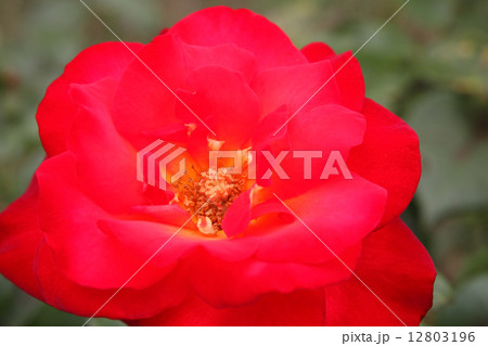 光彩 光彩 12803196