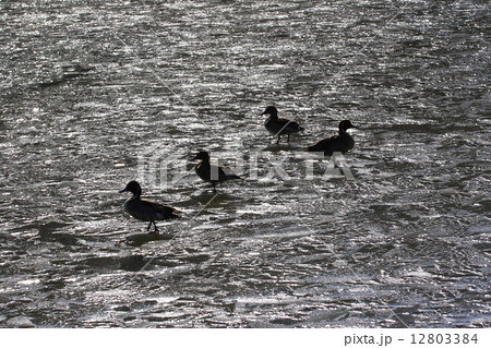 凍りついた川の上を歩くオナガガモ 12803384