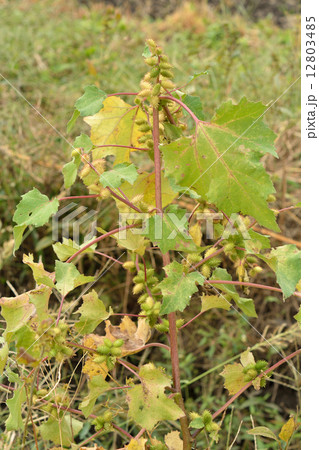 植物・オオオナモミ キク科 植物・オオオナモミ キク科 12803485