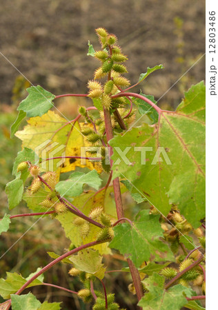 植物・オオオナモミ キク科 植物・オオオナモミ キク科 12803486