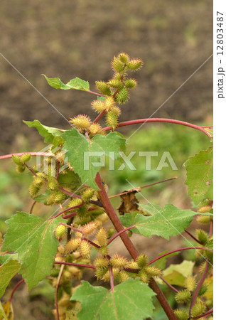 植物・オオオナモミ キク科 植物・オオオナモミ キク科 12803487