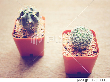 Two cactus for decorated with retro filter effect 12804116