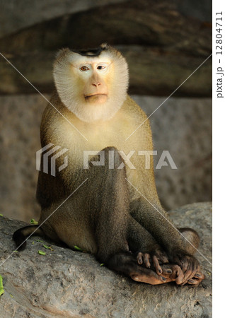 Macaca fascicularis eating bean 12804711