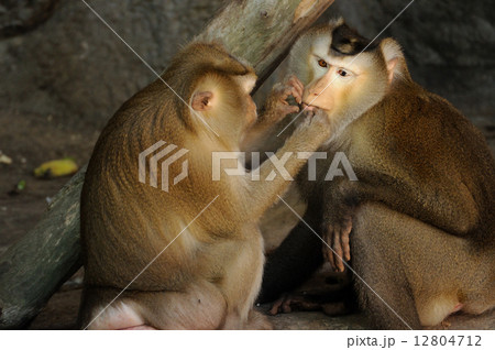 Macaca fascicularis eating bean 12804712