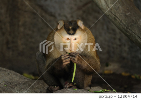 Macaca fascicularis eating bean 12804714