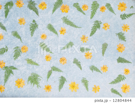 ラオスの紙すき（バンサンコン村／ルアンパバーン近郊･ラオス） 12804844