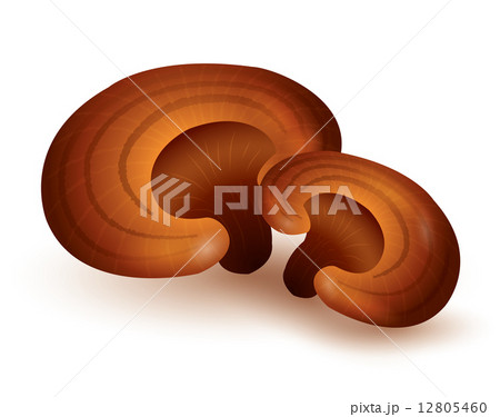 Lingzhi Mushroom 12805460