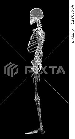 Human body, skeleton 12805566