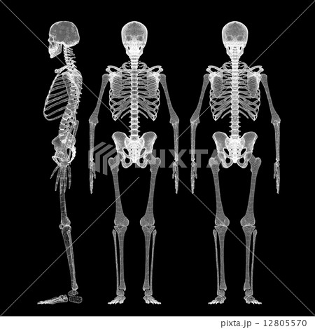 Human body, skeleton 12805570