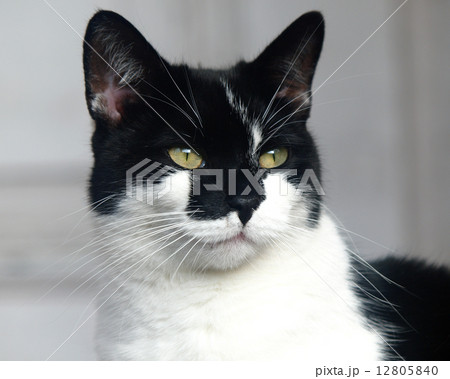 Kitten Kitten 12805840