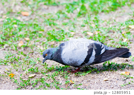 Hungry pigeon Find something to eat Hungry pigeon Find something to eat 12805951