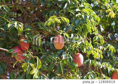 ムベの実 12806919